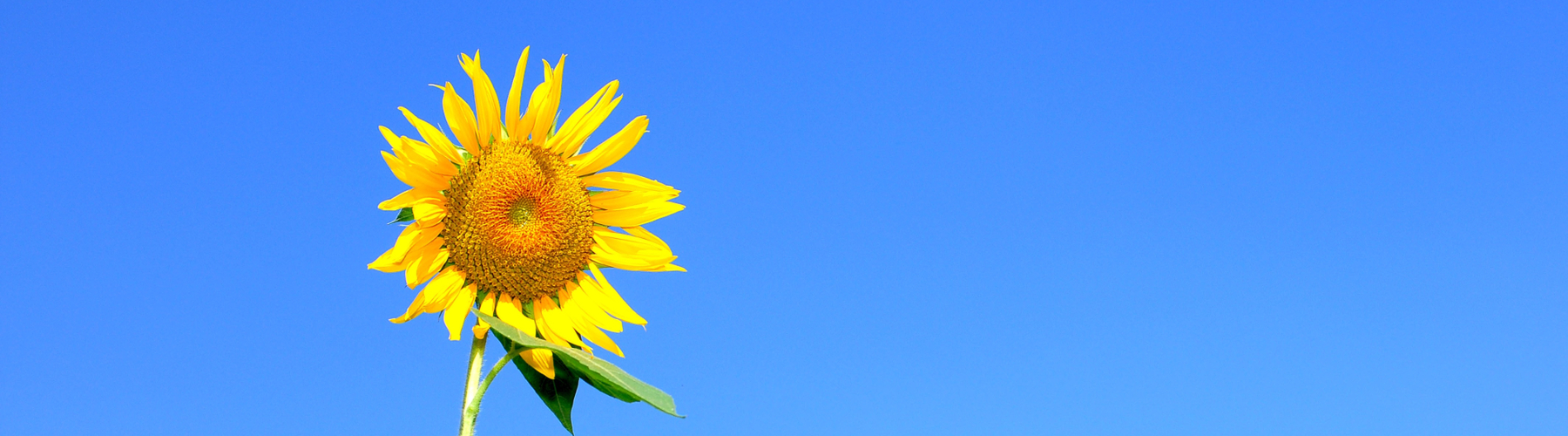 sonnenblume